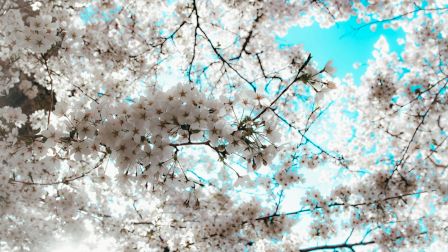 A canopy of cherry blossoms against a bright blue sky, with delicate white petals and dark branches weaving through.