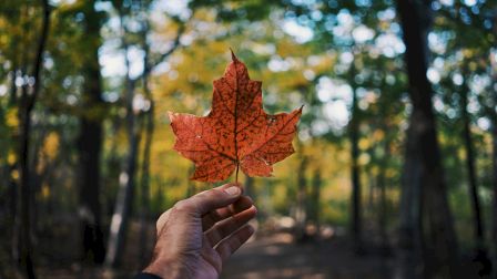 A hand holds up a bright autumn maple leaf against a forest path; sunlight filters through trees, leaves turning golden and orange. End.