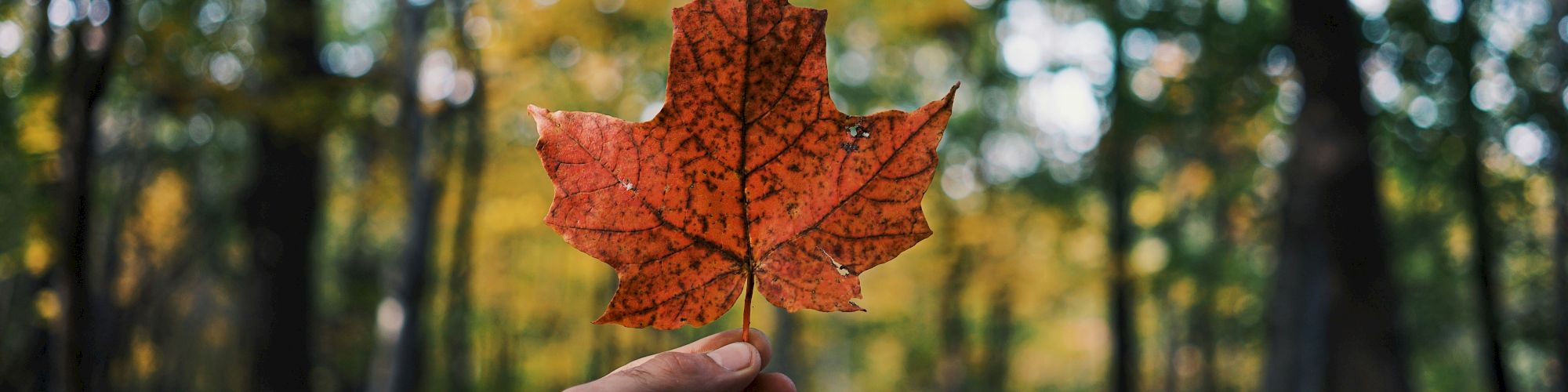 A hand holds a bright autumn maple leaf up against a sunlit forest path.
