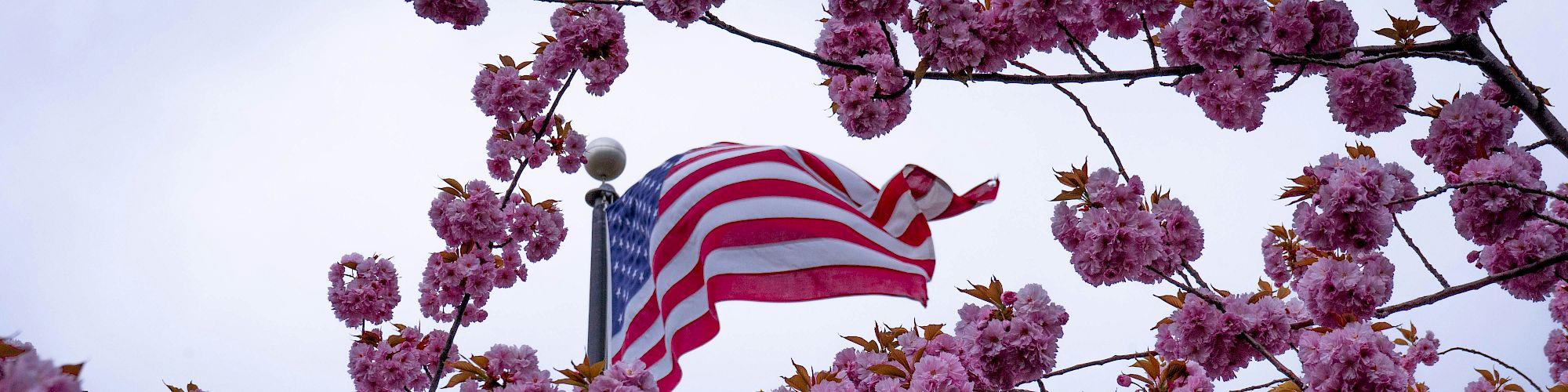 A U.S. flag flutters among pink blossoms on tree branches, with a cloudy sky in the background.