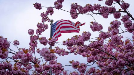 A US flag flutters among pink cherry blossoms against a pale sky, branches weaving through vibrant blooms.