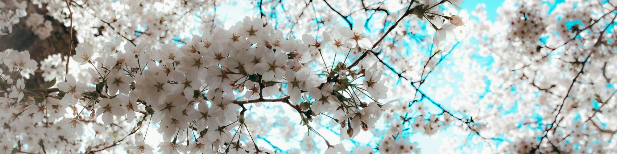 Blooming cherry blossoms against a bright blue sky, branches weaving a delicate canopy.