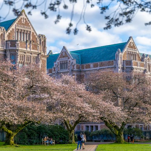 A grand stone university building with blue roofs, Gothic windows, and flowering cherry trees in full bloom on a sunny day.